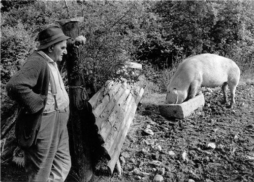Archie Parkhouse with his pig. Millhams, Dolton, Devon 1974