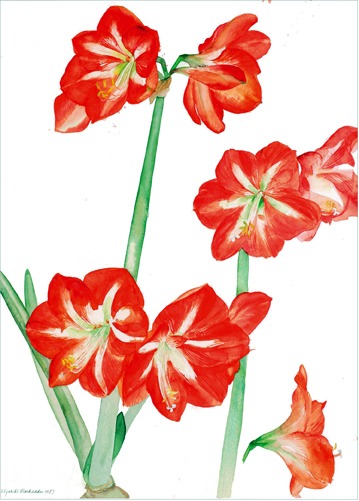 Amaryllis