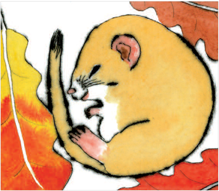 Dreaming Dormouse