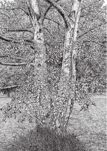 Silver Birch, Late Summer