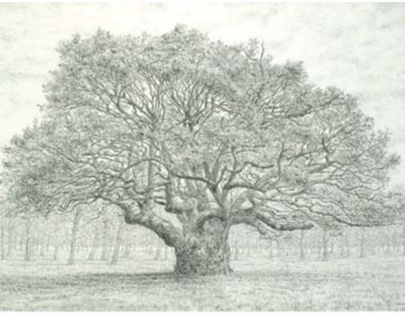 Oak Tree, Spring