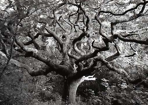 Oak Tree (after Mondrian), Welcombe, Devon 1997
